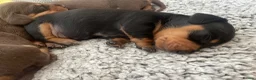 Miniature Dachshund dogs for sale: 3 beautiful girls  - Advert 18