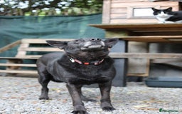 Mixed Breed dogs for adoption: 💖🐶 MARY 🐶💖 - Advert 17