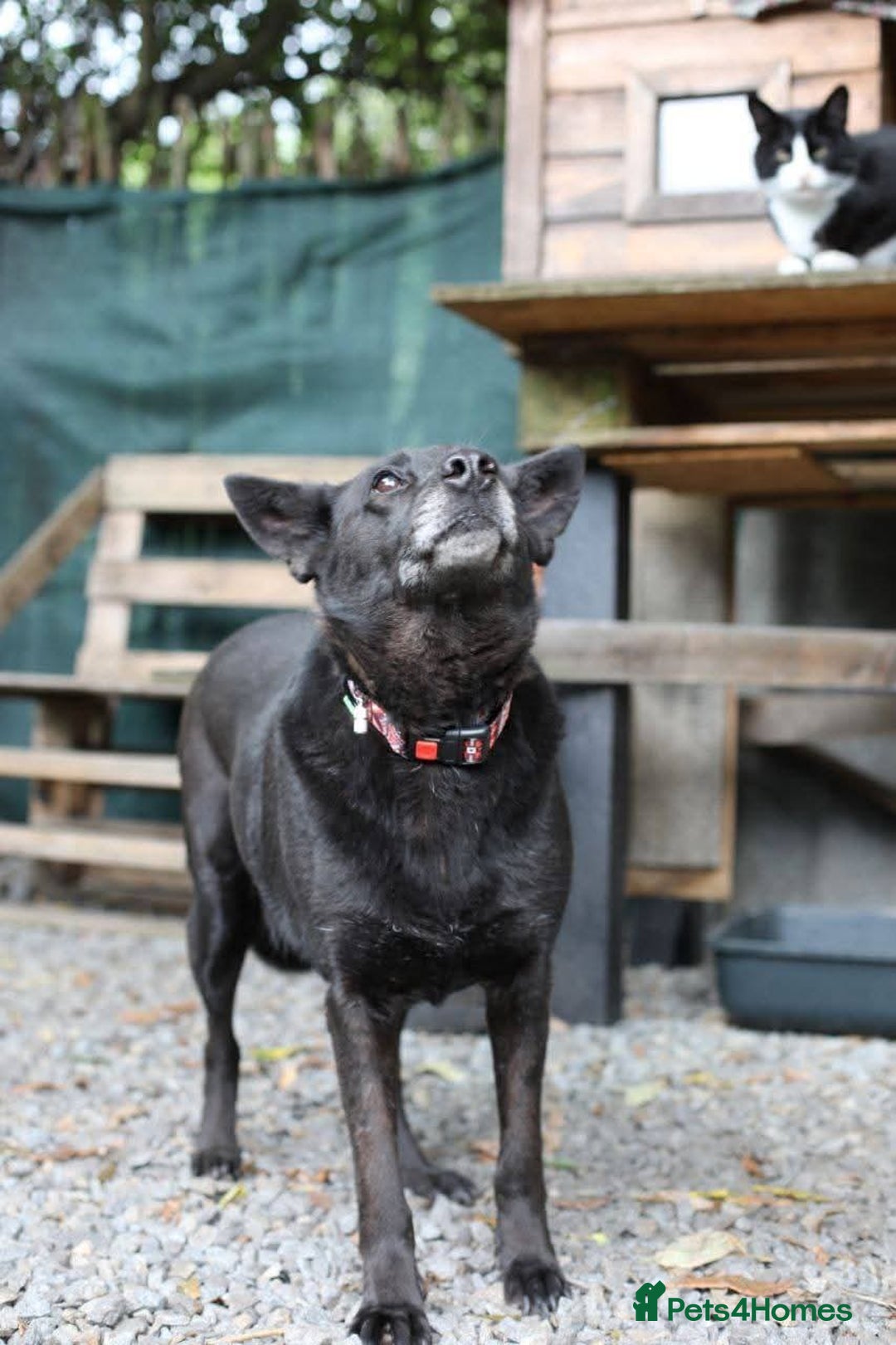 Mixed Breed dogs for adoption: 💖🐶 MARY 🐶💖 - Advert 17