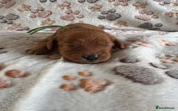 Mixed Breed dogs for sale: Adorable Cavapoochon x Cavapoo Puppies  - Image 10