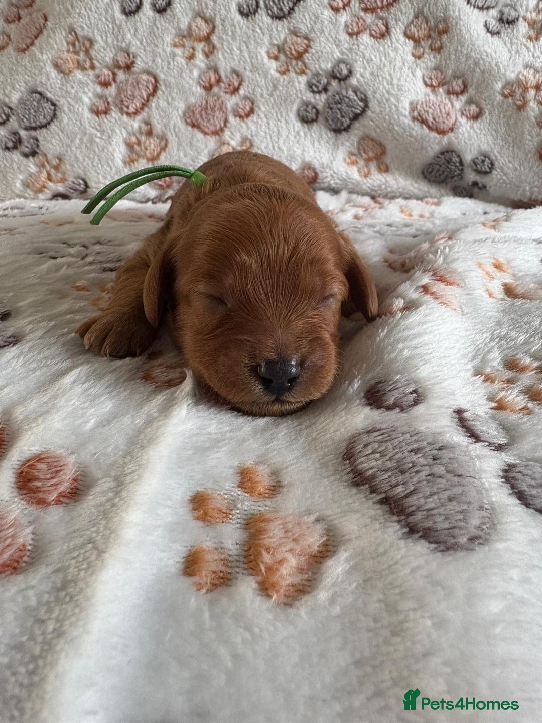 Mixed Breed dogs for sale: Adorable Cavapoochon x Cavapoo Puppies  - Image 10