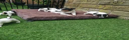 Jack Russell dogs for sale: BEAUTIFUL JACK RUSSELL PUPPIES AVAILABLE - Advert 3
