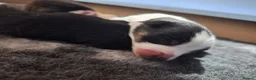 Mixed Breed dogs for sale: 🐶 Gorgeous Border Collie Cross Puppies - Advert 19