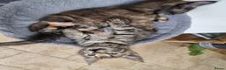Maine Coon cats for sale: Main coon kittens  in Bristol - Advert 5