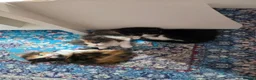Mixed Breed cats for sale: Adorable Mixed Kittens Ready for Loving Homes - Advert 22
