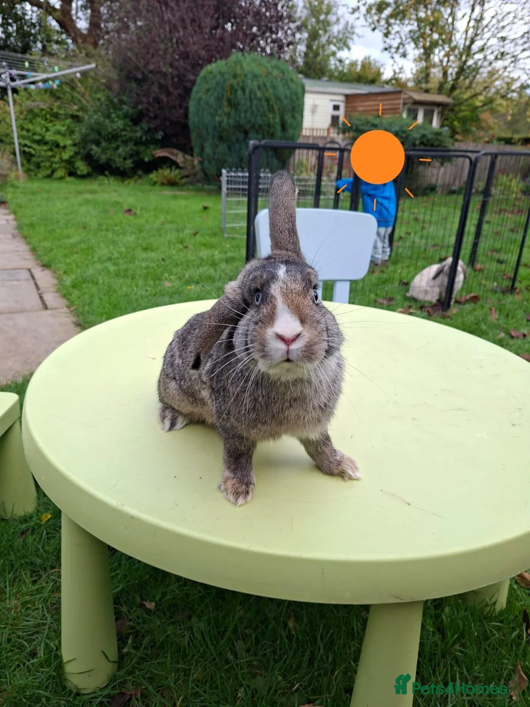 Mixed Breed rabbits for sale: Dwarf lop mix. Buck for sale. - Advert 5