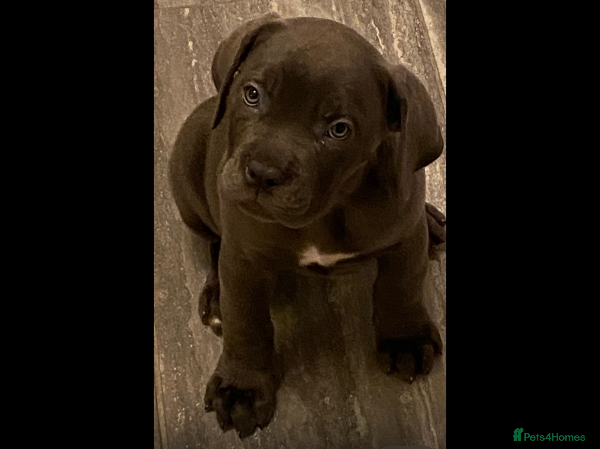Cane Corso dogs Stunning pure cane corso puppies  - Advert 1
