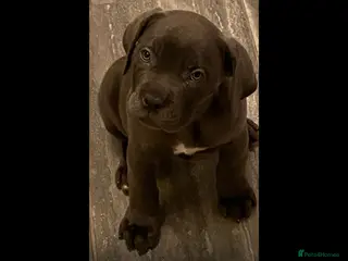 Cane Corso dogs Stunning pure cane corso puppies - Advert 1