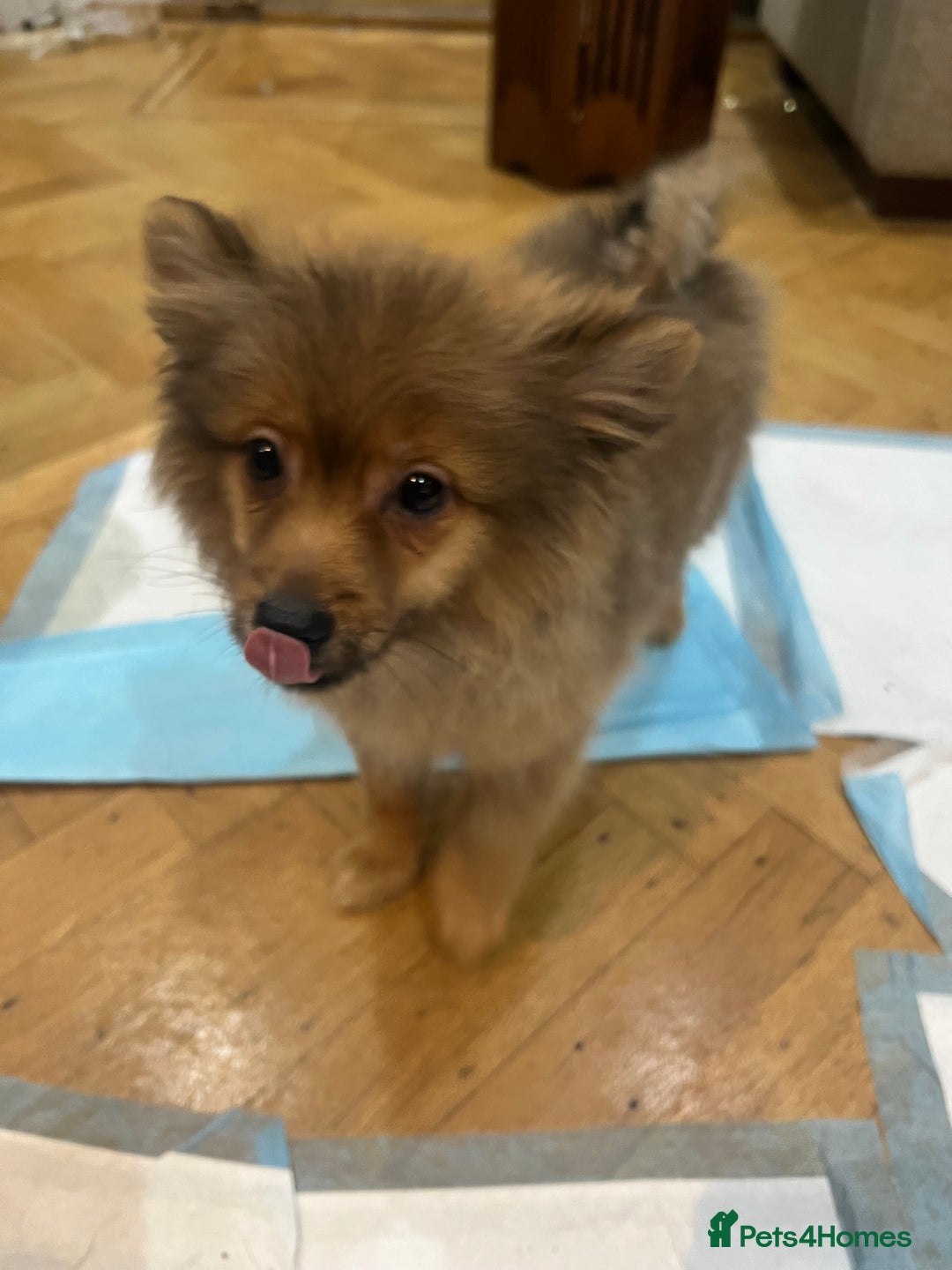 Mixed Breed dogs for sale: Forever Home Wanted  - Advert 21