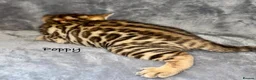 Bengal cats for sale: 🎬 Little Leopard Diaries | TICA Bengal Kittens 🌟 - Advert 20