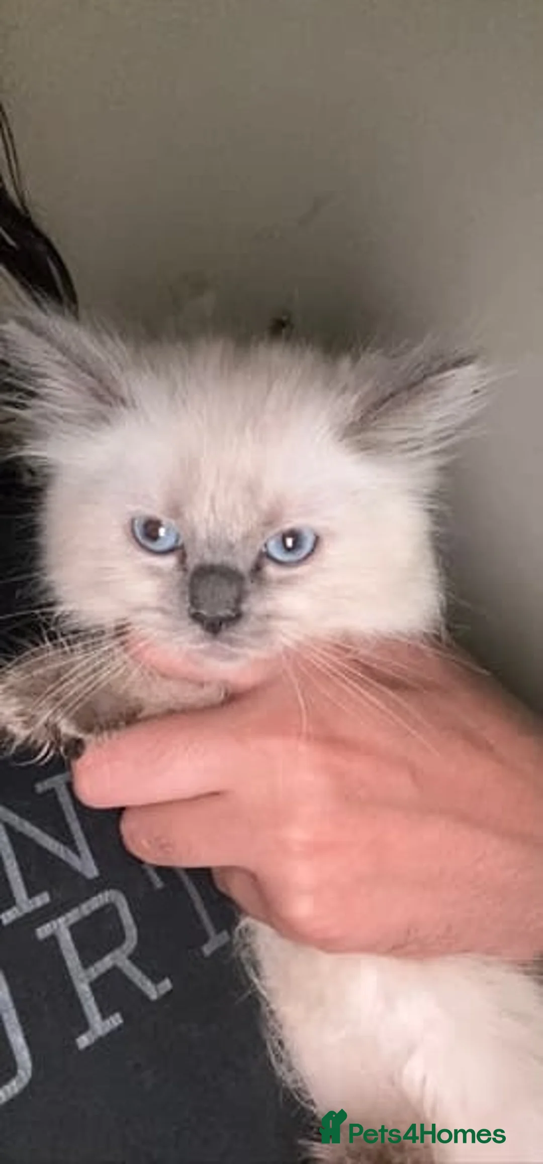 Ragdoll cats for sale: Perfect raised Ragdoll Kittens get them now - Advert 2