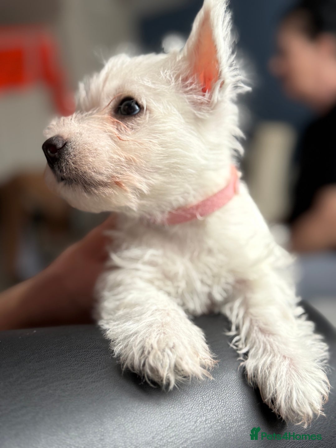 West Highland Terrier dogs for sale: Only 4 Westie Puppies Left – Ready for Homes Now! - Advert 17