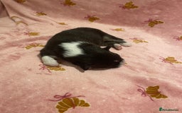 Australian Shepherd dogs for sale: Exceptional Australian Shepherd Puppies - Image 15