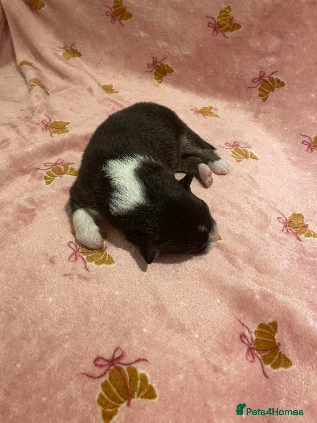 Australian Shepherd dogs for sale: Exceptional Australian Shepherd Puppies - Image 15