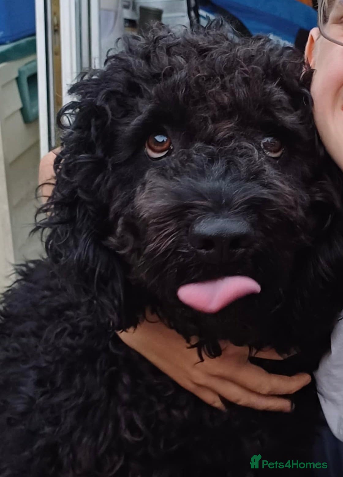 Spanish Water Dog dogs Fantastic Fozzie Looking For His New Beginning  - Advert 1