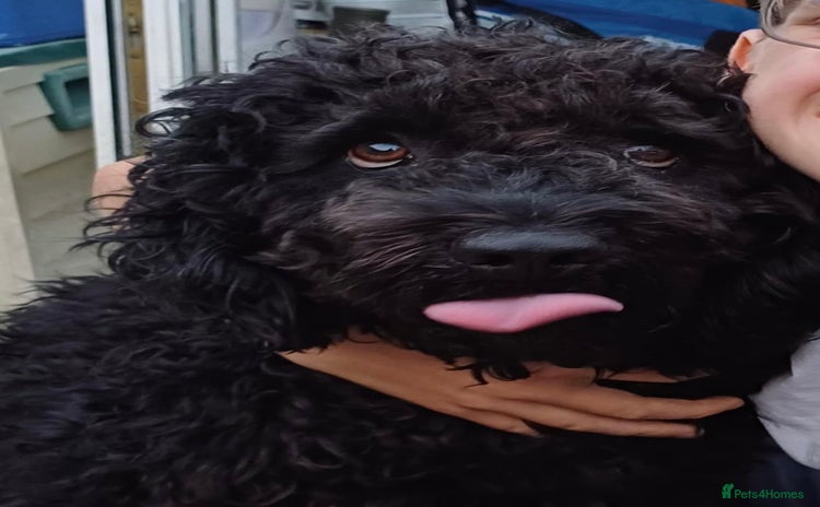 Spanish Water Dog dogs - Advert 1