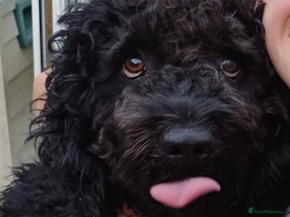 Spanish Water Dog dogs - Advert 6