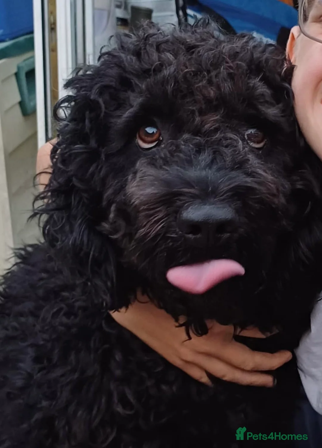 Spanish Water Dog dogs for adoption: Fantastic Fozzie Looking For His New Beginning  - Advert 3