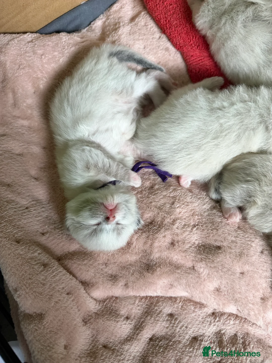 Ragdoll cats for sale: Beautiful radgoll kittens looking for new homes✨🤍 - Advert 11