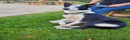 Border Collie dogs for stud: Milo for stud (PROVEN) in Chesterfield - Advert 7