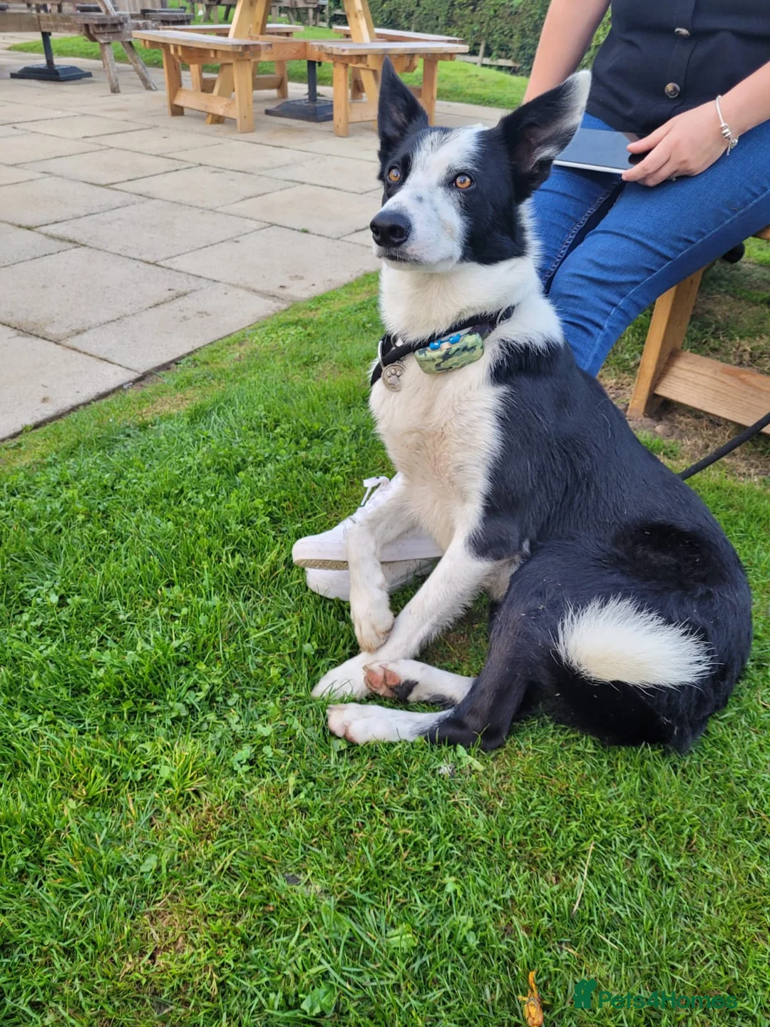 Border Collie dogs for stud: Milo for stud (PROVEN) in Chesterfield - Advert 7