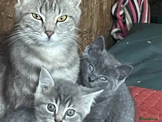 Mixed Breed cats Tortoise shell kittens - Advert 13