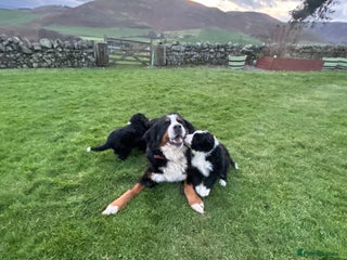 Bernedoodle dogs Two Gorgeous Bernedoodle Girls - Advert 5