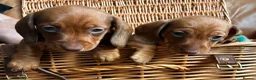 Miniature Dachshund dogs for sale: K.C registered Miniature Dachshund puppies - Advert 3