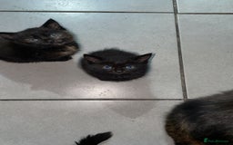 Domestic Shorthair cats for sale: Kittens - Image 10