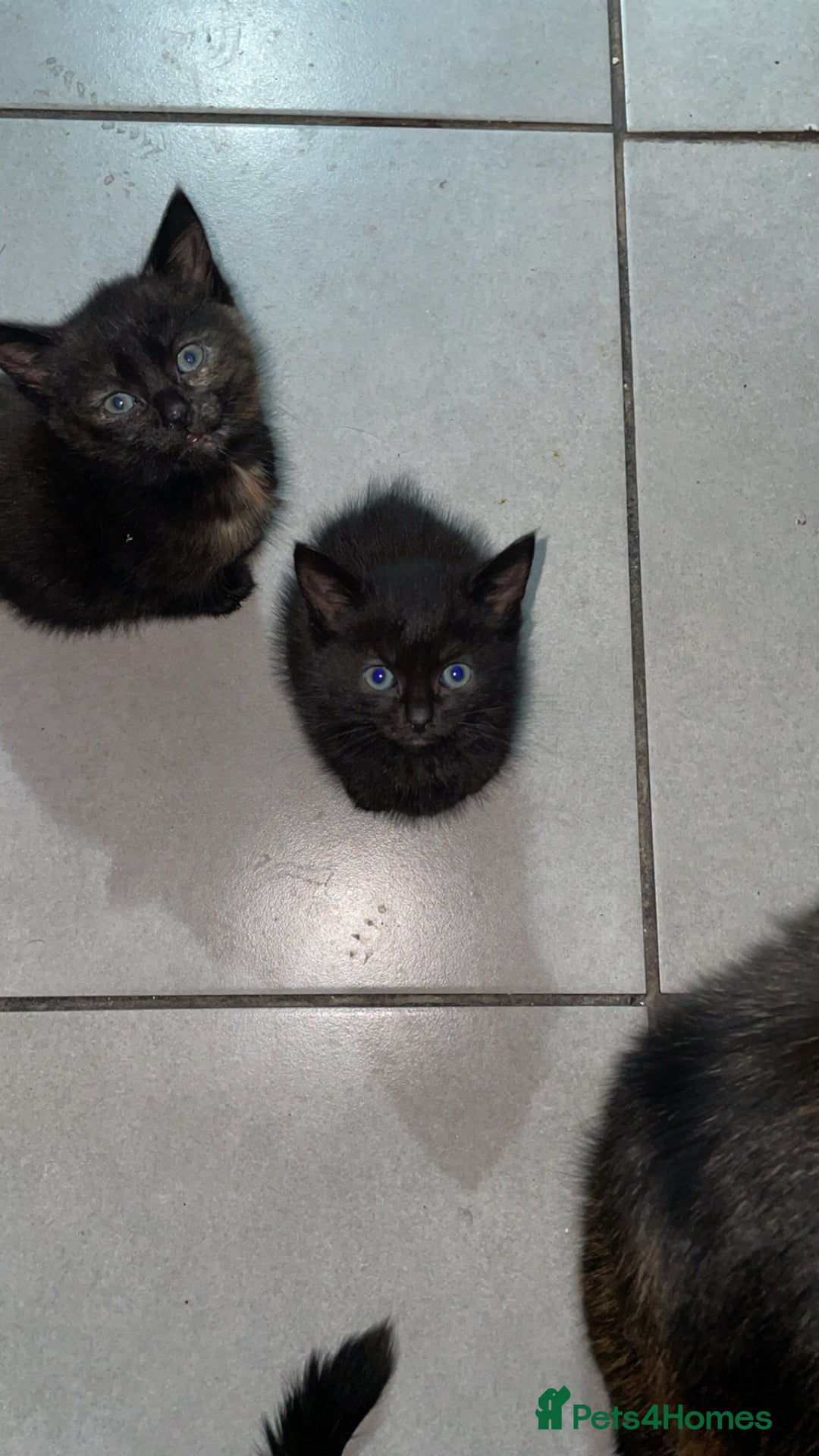 Domestic Shorthair cats for sale: Kittens - Image 10