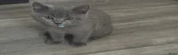 British Shorthair cats for sale: Cutie male British Shorthair - Advert 5