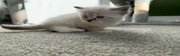 Ragdoll cats for sale:  Blue-Eyed Luxury Pedigree Kittens 🐾 in Grimsby - Advert 9