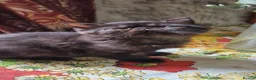 Exotic cats for sale: The sweetest black female - Advert 6