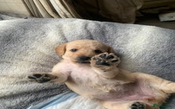 Double Doodle dogs for sale: Double doodles - Image 9