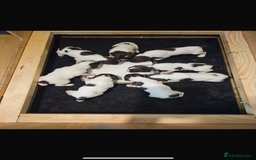 English Springer Spaniel dogs for sale: Springer spaniels puppies - Image 3