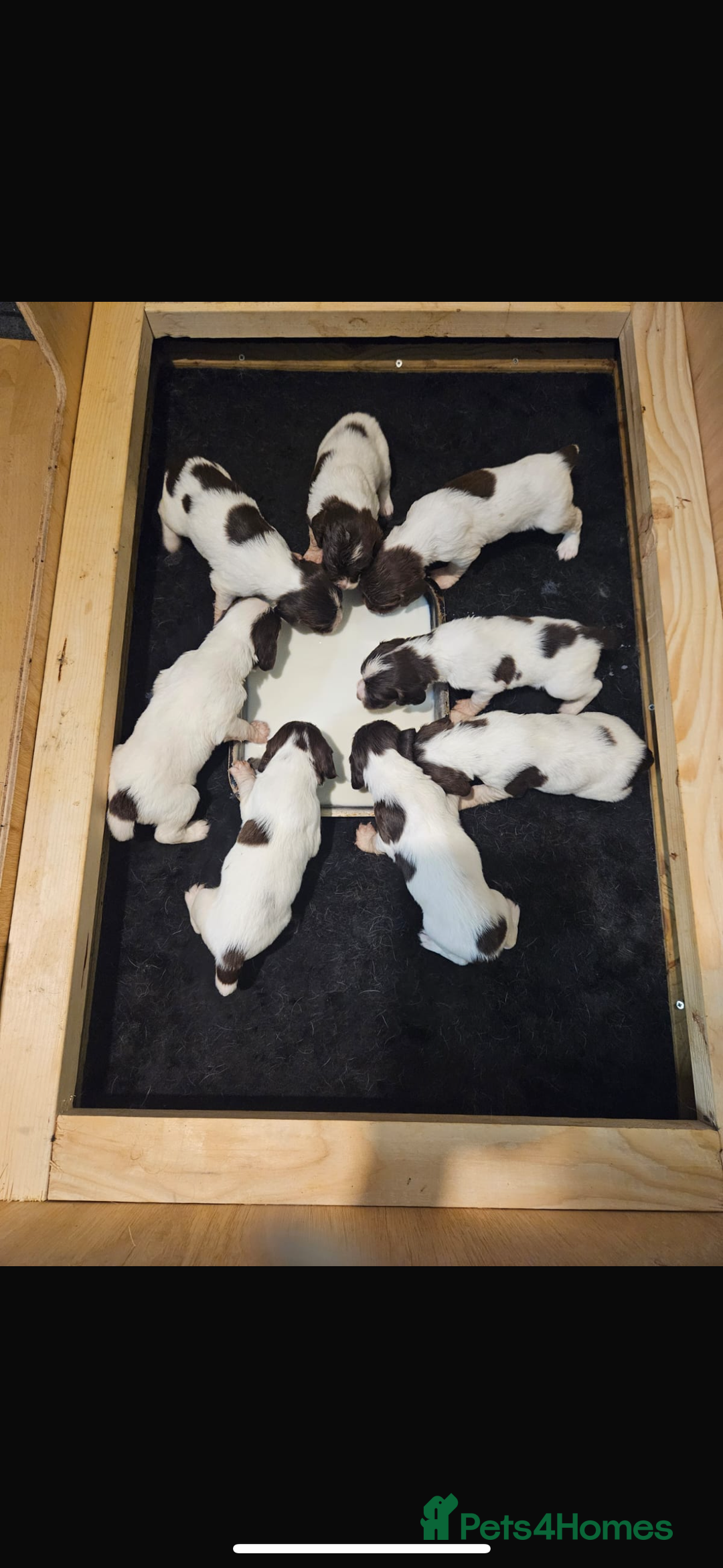 English Springer Spaniel dogs for sale: Springer spaniels puppies - Image 3