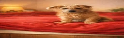 Mixed Breed dogs for sale: Jack Russell cross in Southampton - Advert 12