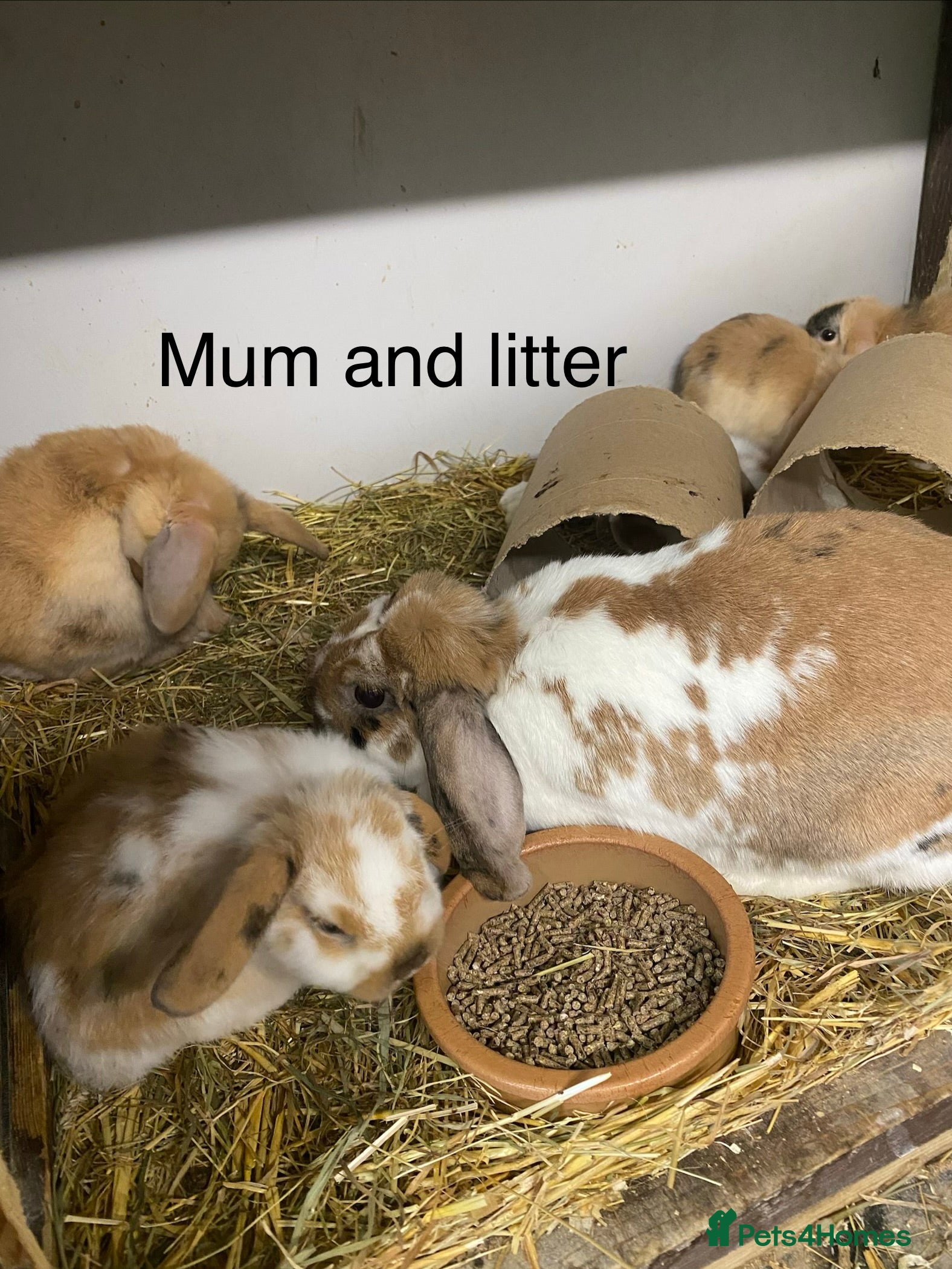 Mini Lop rabbits Beautiful Mini Lop Bunnies  - Advert 1
