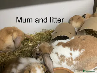 Mini Lop rabbits Beautiful Mini Lop Bunnies - Advert 1