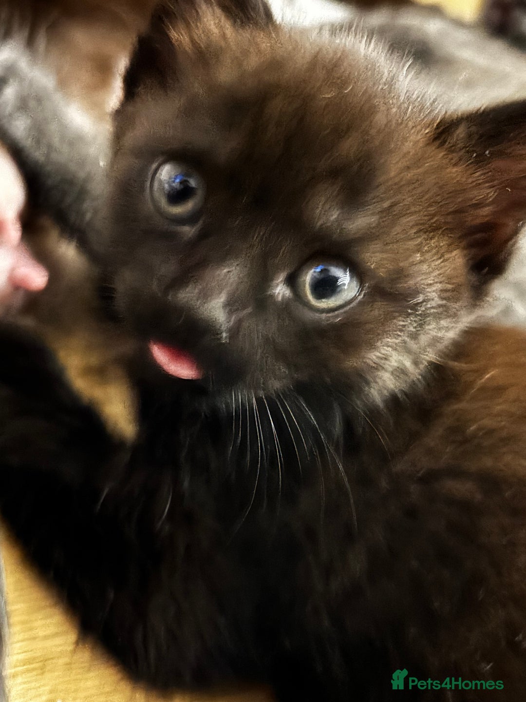 Mixed Breed cats for sale: Beautiful kittens for sale - Advert 8