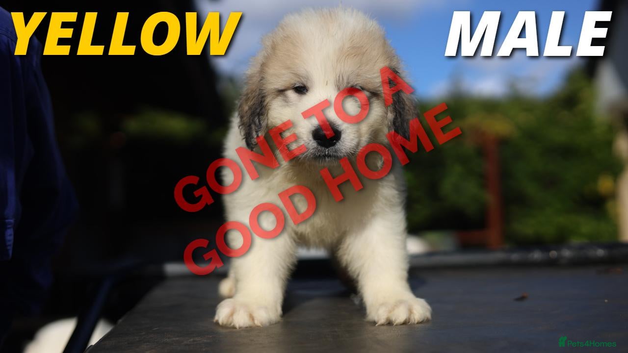 Pyrenean Mountain Dog dogs for sale: Adorable Puppies, Looking For Forever Homes! - Advert 2