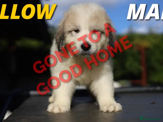 Pyrenean Mountain Dog dogs for sale: Adorable Puppies, Looking For Forever Homes! - Advert 2