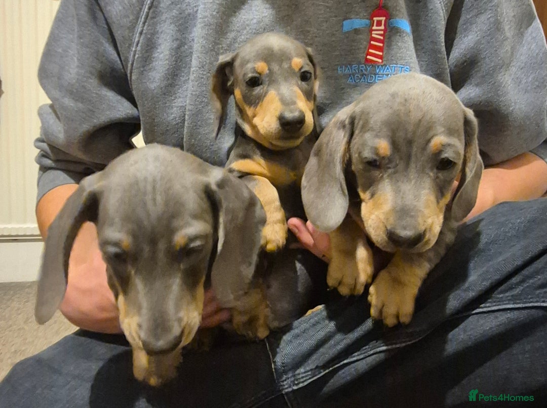 Dachshund dogs for sale: Beautiful dachshund puppies - Image 3