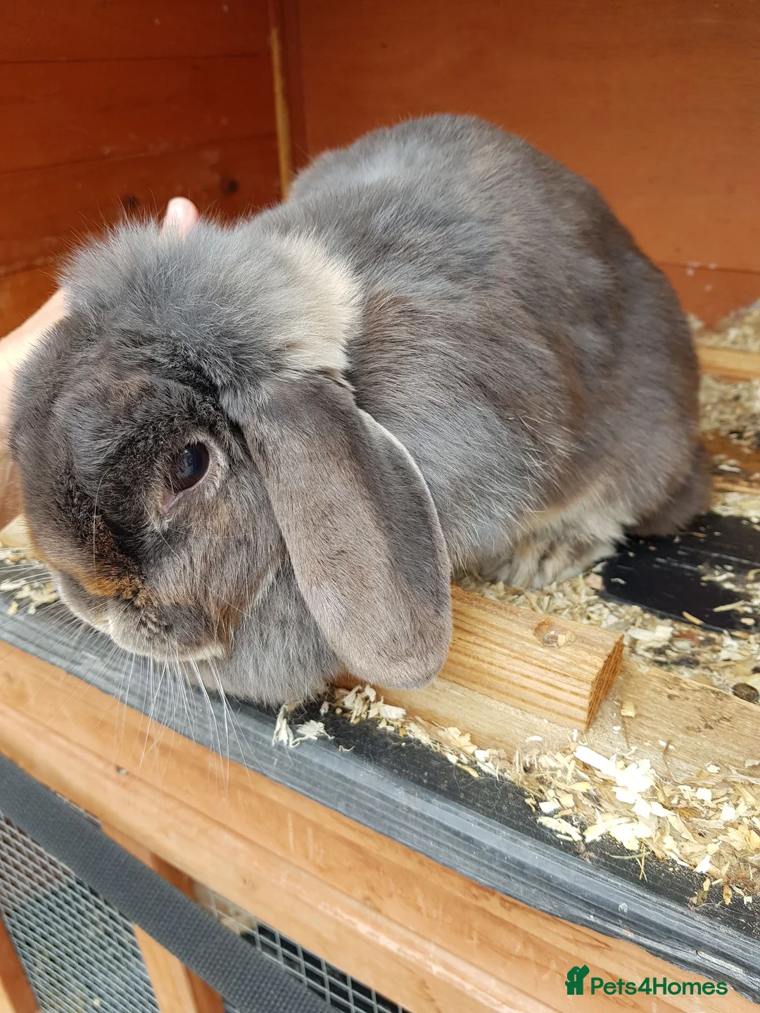 Mini Lop rabbits for sale: Mini lop rabbit - Advert 2