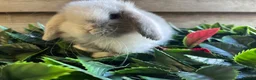 Mini Lop rabbits for sale: Gorgeous pure Mini lops  - Advert 10