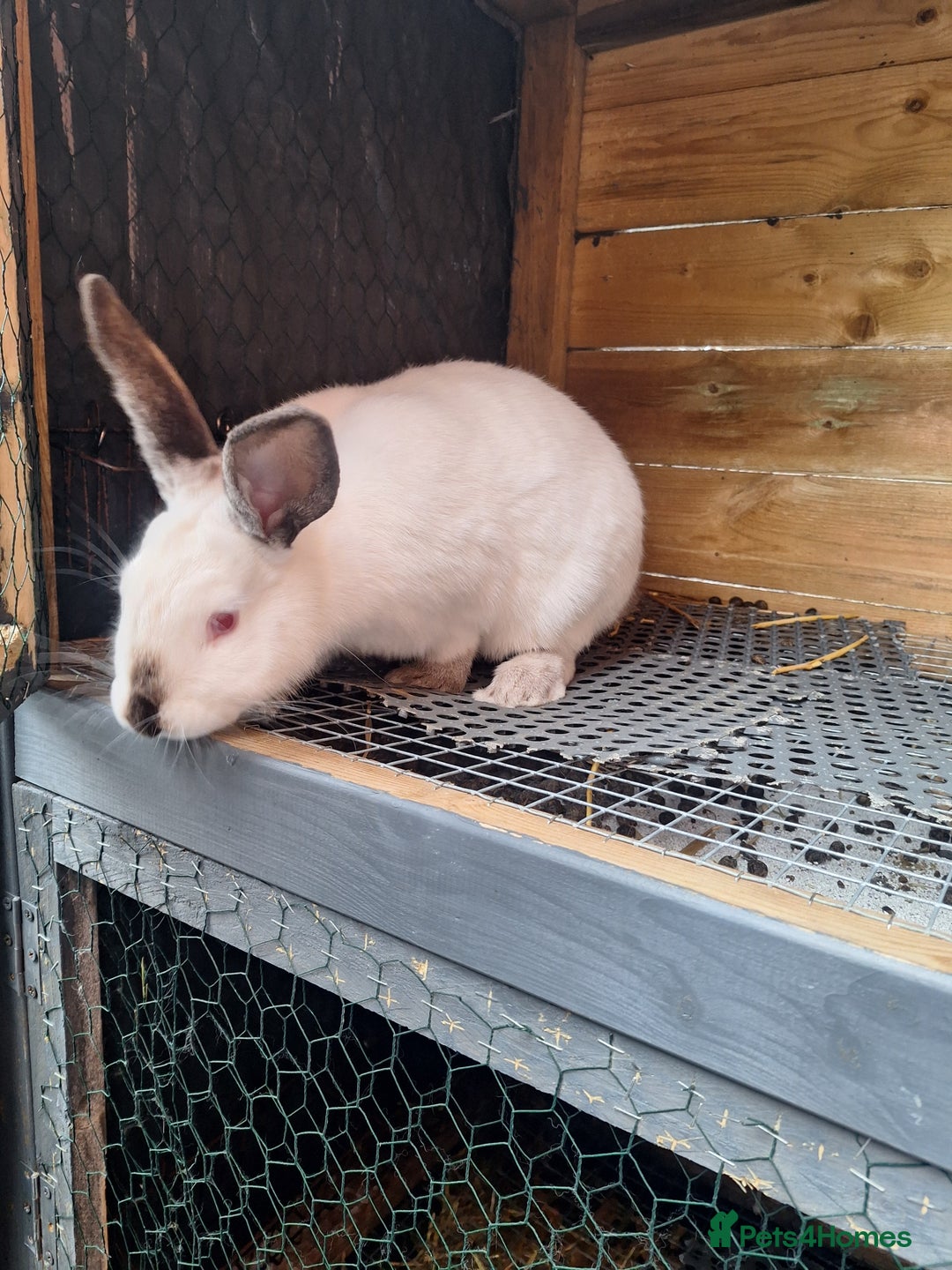 Mixed Breed rabbits for sale: New Zealand cross Californian rabbits Colony - Advert 10