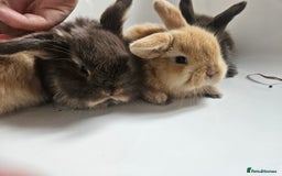 Mini Lop rabbits for sale: Ready now. Beautiful pure breed mini lop Bunnies - Image 4