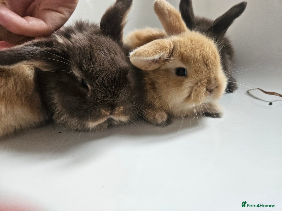 Mini Lop rabbits for sale: Ready now. Beautiful pure breed mini lop Bunnies - Image 4