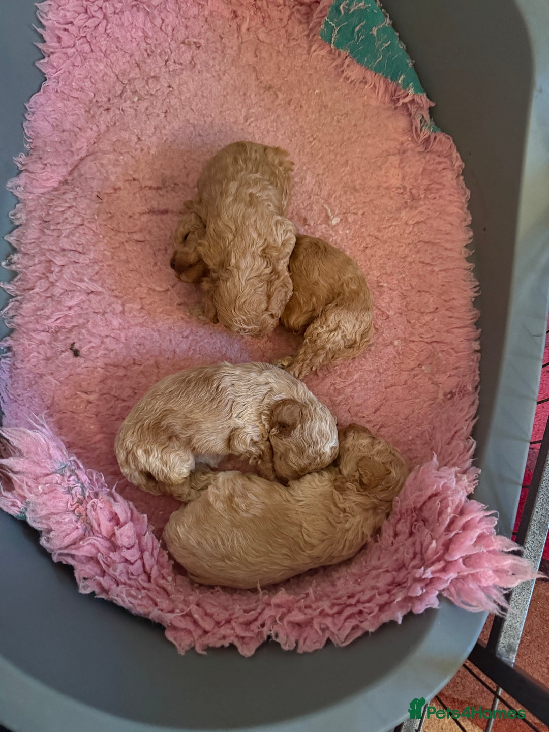 Toy Poodle dogs for sale: Toy poodle  - Advert 2