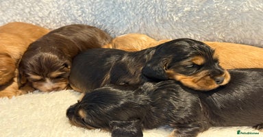 Cocker Spaniel dogs - Advert 14